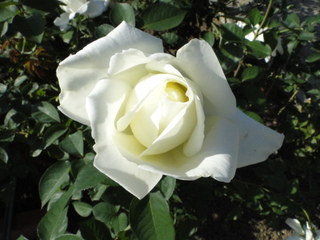 DSC05894.JPG