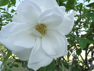 DSC05917.JPG