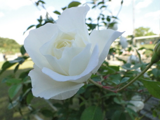 DSC05918.JPG
