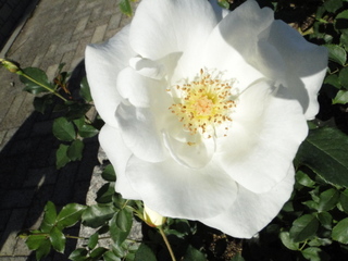 DSC05951.JPG