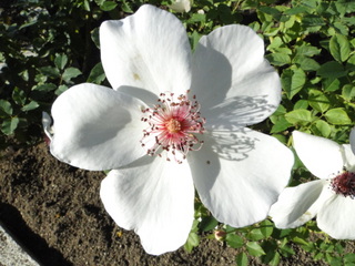 DSC05974.JPG