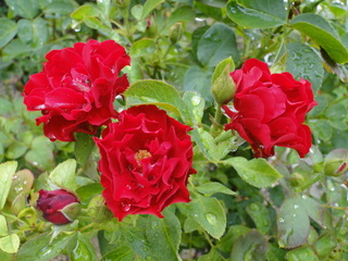 DSC00476.JPG