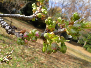 DSC00610.JPG