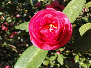 DSC00646.JPG