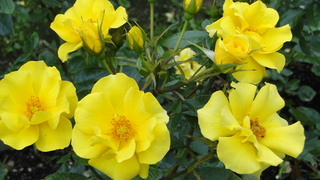 DSC00735.JPG