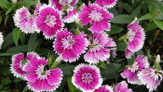 DSC00761.JPG