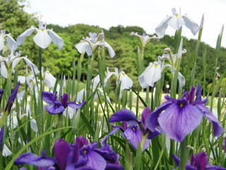 DSC02245 - コピー.JPG