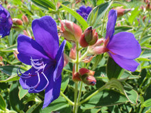 DSC04239.jpg