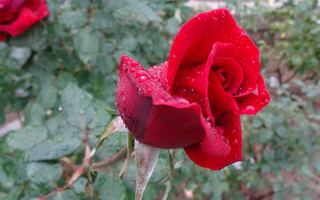 DSC05977.jpg