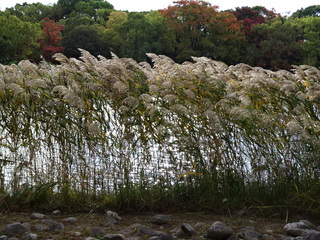 DSC07902.JPG