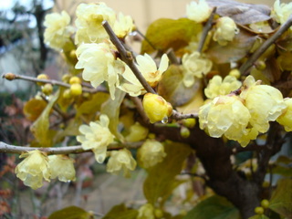 DSC09235.JPG