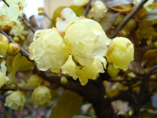 DSC09236.JPG