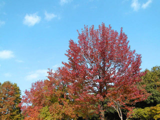 DSC09865456987.jpg