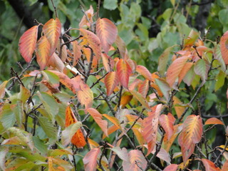 DSC09899.JPG